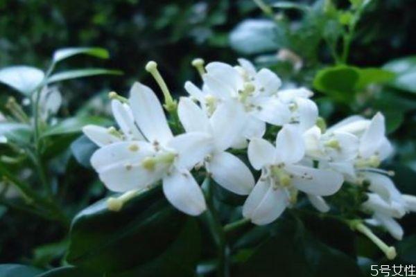 九里香是一种什么植物呢 九里香有什么作用呢