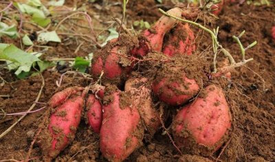 ​红薯原产地是哪个国家什么时间（红薯原产地是什么地方）