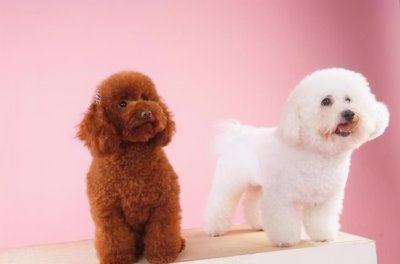 ​比熊和泰迪哪个好养（详解2种狗狗的优缺点）