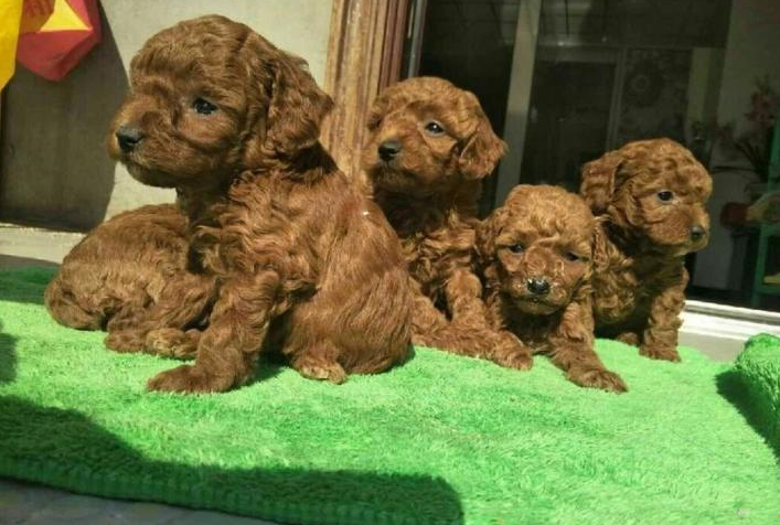 比熊和泰迪哪个好养（详解2种狗狗的优缺点）