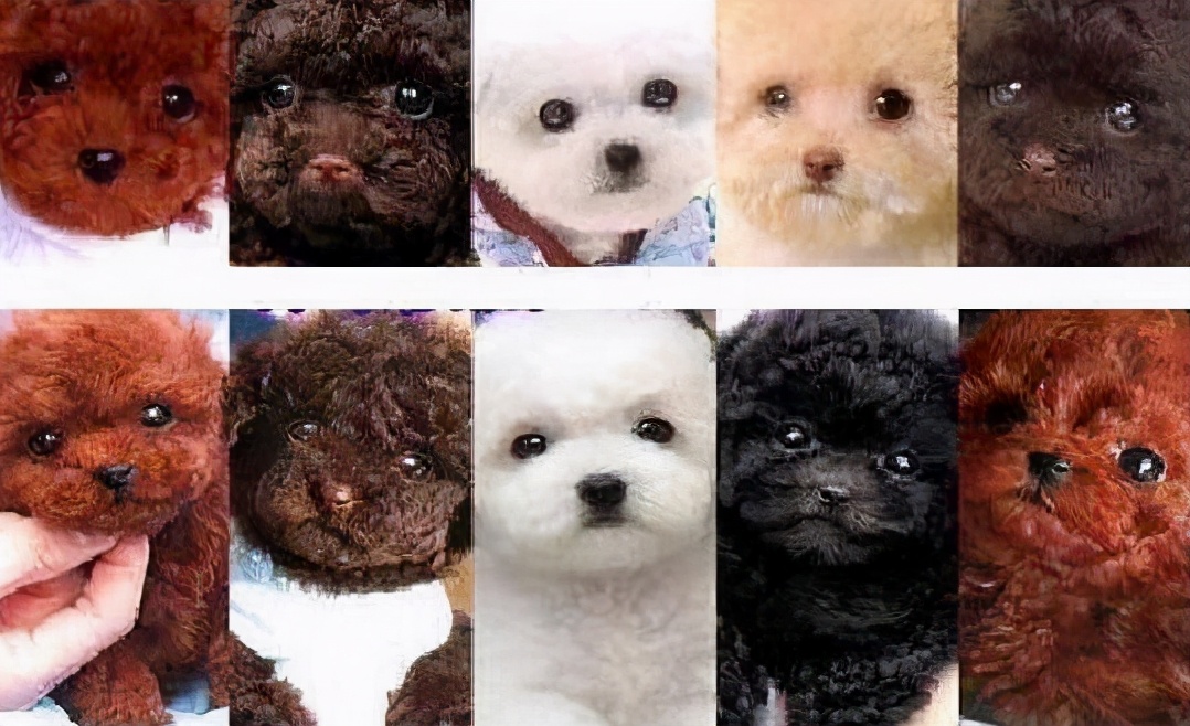 比熊和泰迪哪个好养（详解2种狗狗的优缺点）