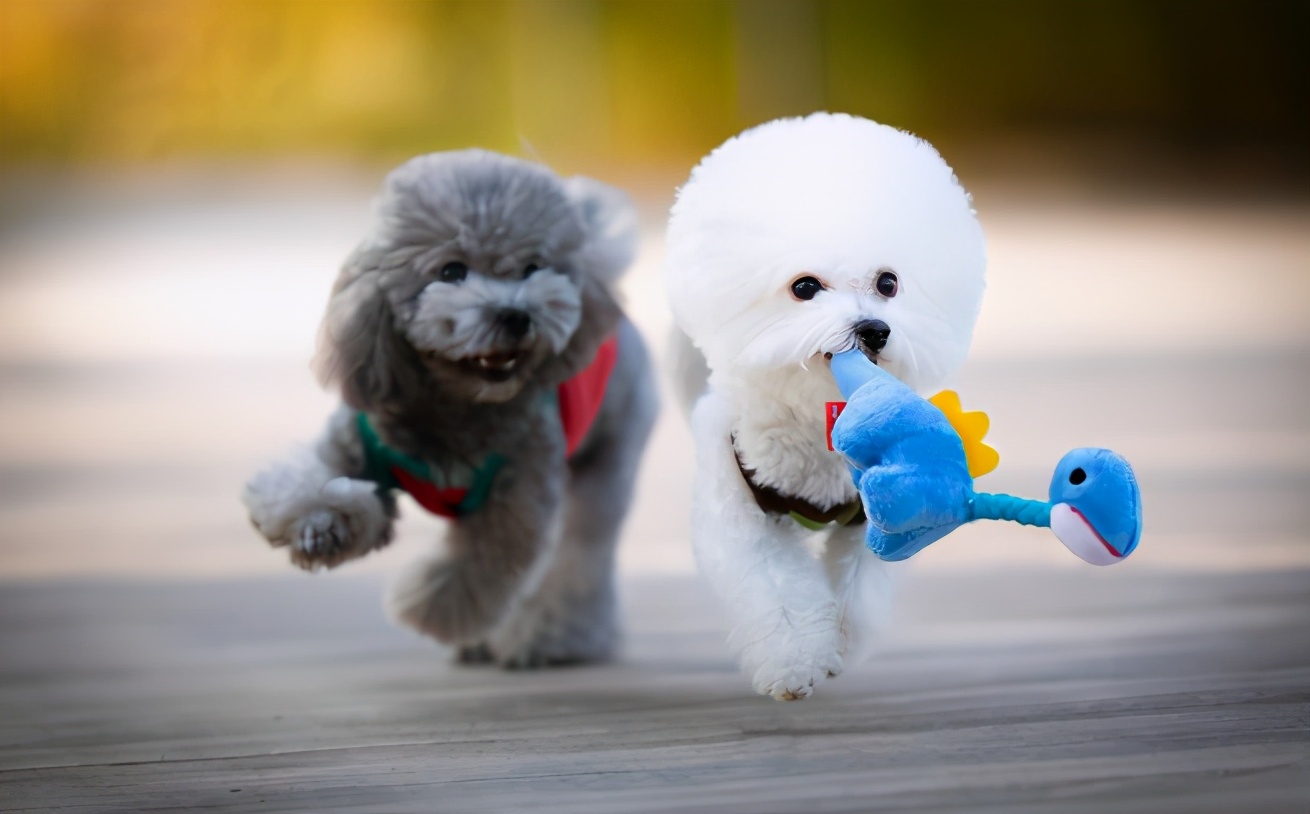 比熊和泰迪哪个好养（详解2种狗狗的优缺点）