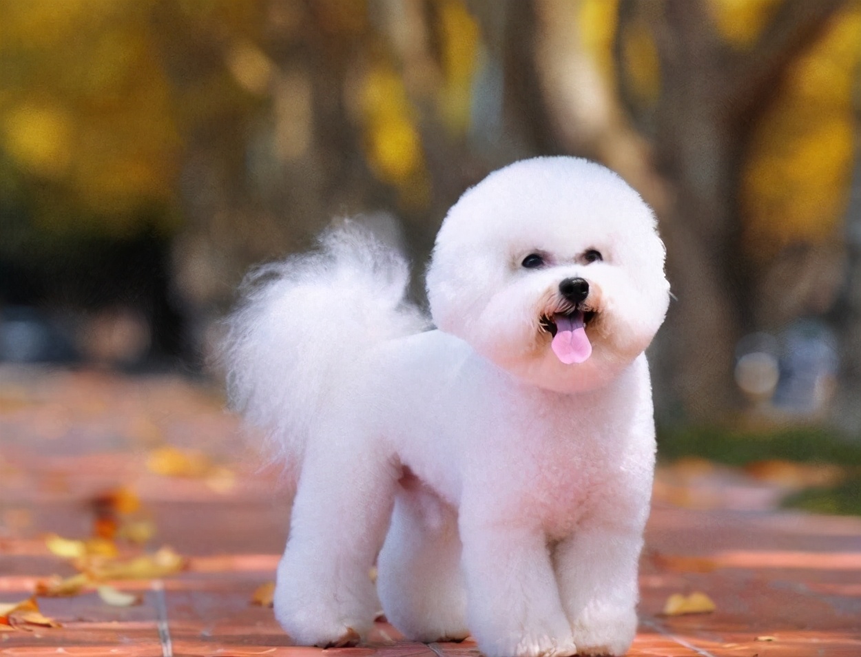 比熊和泰迪哪个好养（详解2种狗狗的优缺点）