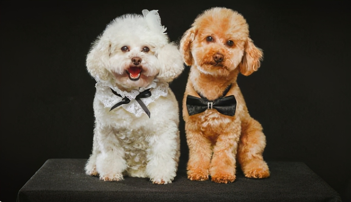 比熊和泰迪哪个好养（详解2种狗狗的优缺点）