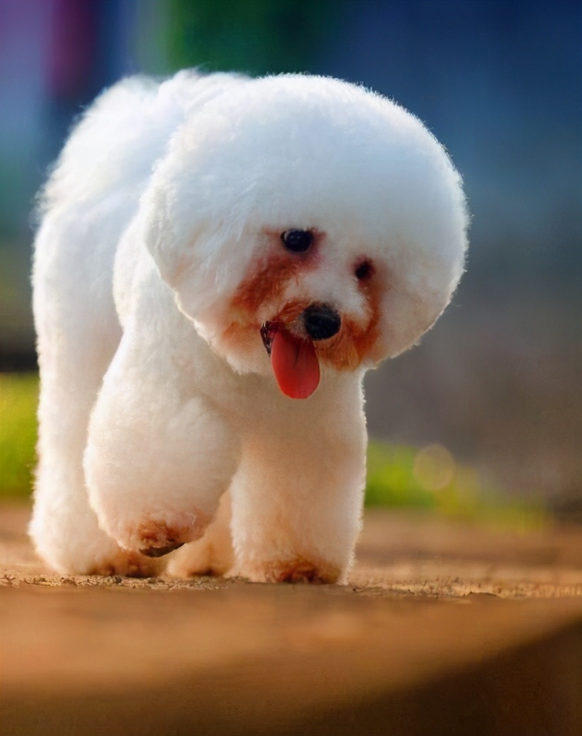 比熊和泰迪哪个好养（详解2种狗狗的优缺点）