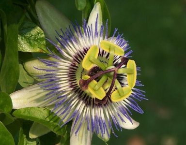 ​传说的日轮花图片其实是百香果花，花开的这么美丽