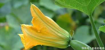 想知道倭瓜花是什么(倭瓜花是什么吃南瓜花的注意事项)