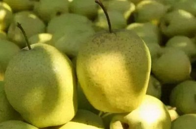 ​河北特产小吃能带走的有哪些