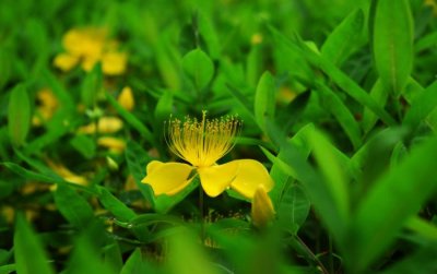 ​气质好的女人无法靠近，难以靠近却惹人喜爱