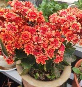 ​长寿花老桩怎么养（长寿花养成惊艳老桩的3个技巧）