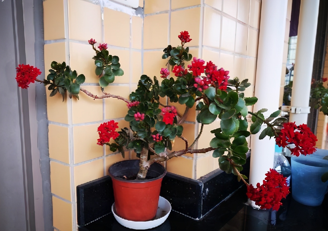 长寿花老桩怎么养（长寿花养成惊艳老桩的3个技巧）