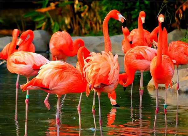 火烈鸟在中国的寓意(火烈鸟隐喻什么含义)