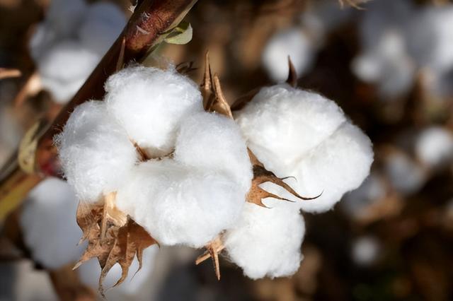 水星家纺4件套怎么样（四件套哪个牌子好）(2)