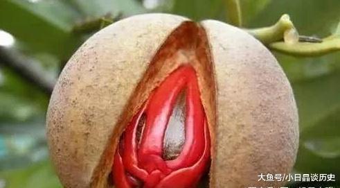 古人为什么用“豆蔻”来形容少女？看到实物后，网友：真心佩服！