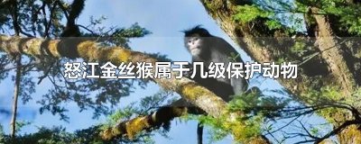 ​怒江金丝猴属于几级保护动物