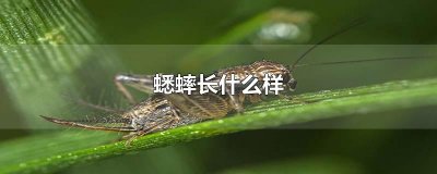 ​蟋蟀长什么样