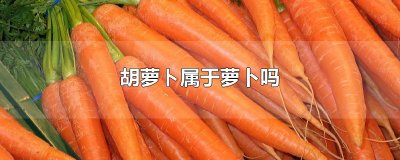 ​胡萝ト属于萝卜吗