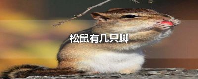 ​松鼠有几只脚