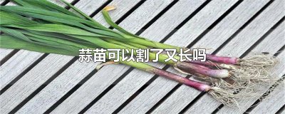 ​蒜苗可以割了又长吗