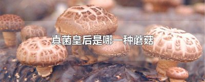 ​真菌皇后是哪一种蘑菇