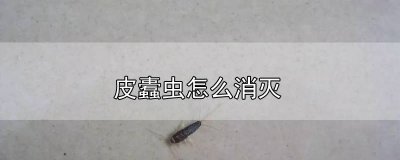 ​皮蠹虫幼虫怎么消灭它 皮蠹虫幼虫怎么消灭掉