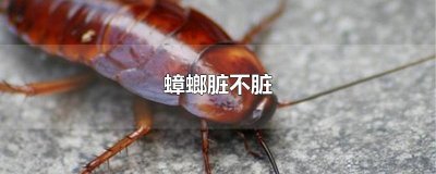 ​蟑螂脏不脏