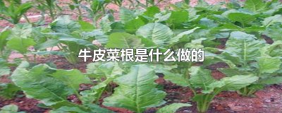 ​牛皮菜根是什么做的