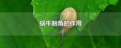 ​蜗牛触角的作用