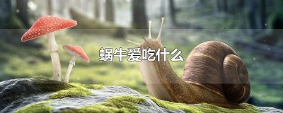 ​蜗牛爱吃什么