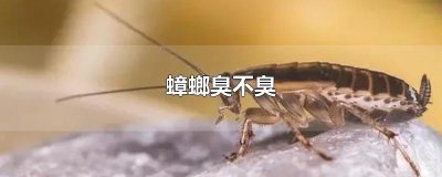​蟑螂臭不臭