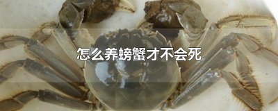 ​怎么养螃蟹才不会死