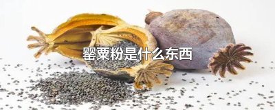 ​罂粟粉是什么东西