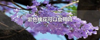 ​紫色槐花可不可以吃 紫色槐花能吃嘛图片