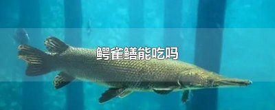 ​鳄雀鳝能吃吗