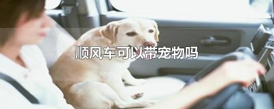 ​顺风车可以带宠物吗