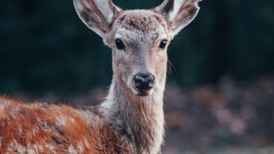 ​一只鹿是什么牌子