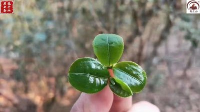 ​什么是猫耳朵？为什么这么贵？