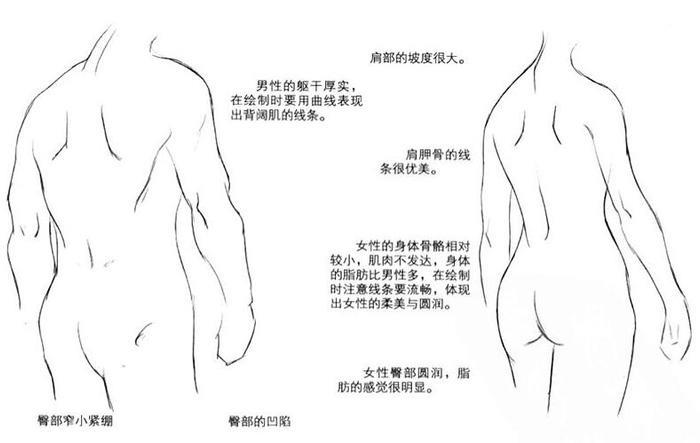 动漫躯干怎么画？动漫人物躯干绘制教程！