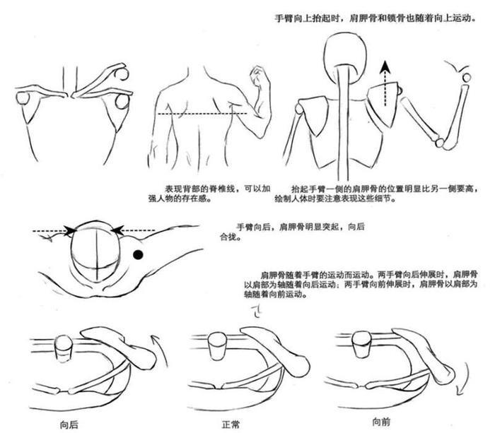动漫躯干怎么画？动漫人物躯干绘制教程！