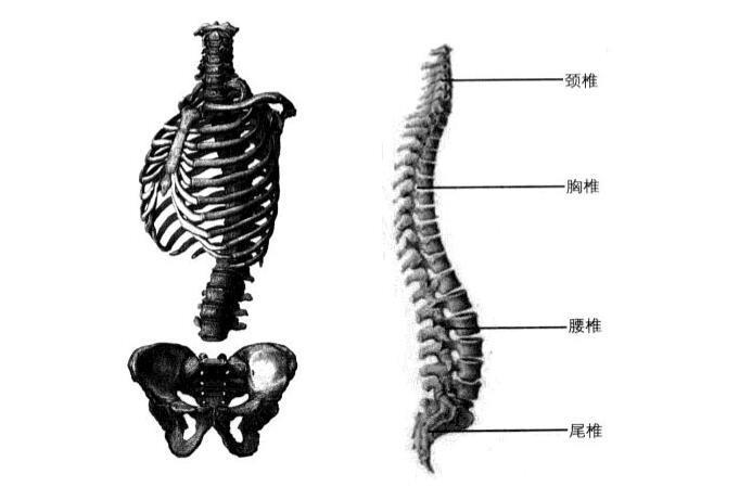 动漫躯干怎么画？动漫人物躯干绘制教程！