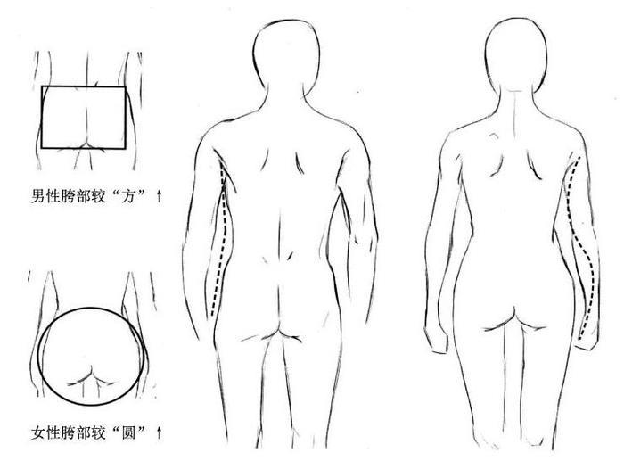 动漫躯干怎么画？动漫人物躯干绘制教程！