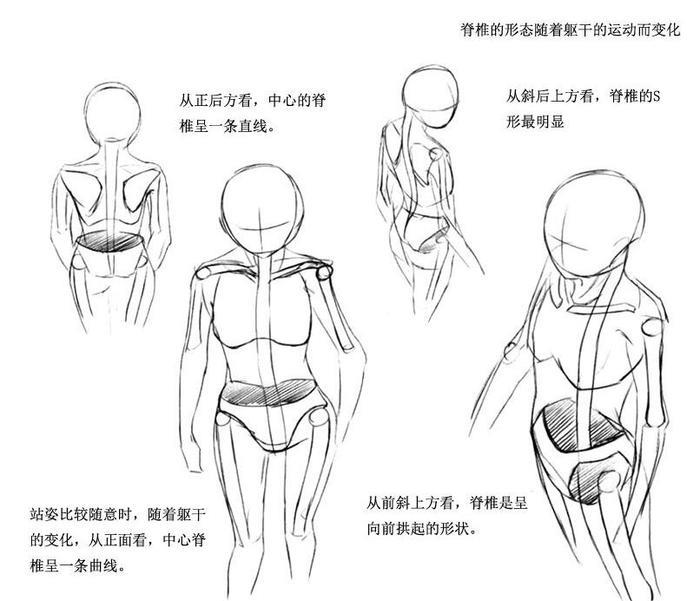 动漫躯干怎么画？动漫人物躯干绘制教程！