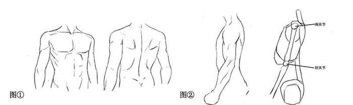 动漫躯干怎么画？动漫人物躯干绘制教程！