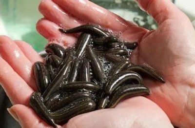 ​农村最贵的药材800一斤（养殖蚂蟥赚钱吗）