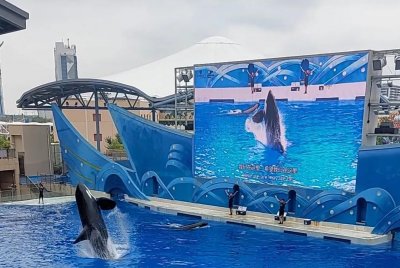 ​暑假亲子游首选#上海海昌海洋公园一日游详细攻略#