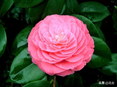 ​茶花的养殖方法和注意事项，茶花的日常养护