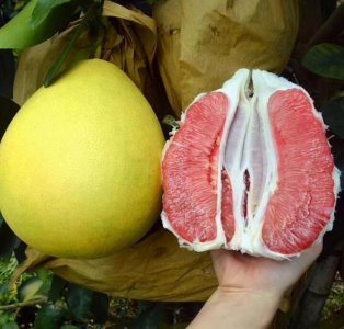 ​才知道，白柚子和红柚子的差别这么大，多数人不懂，搞清楚再买