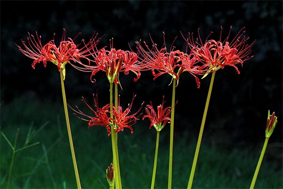 15张彼岸花的图片，大红色的妖娆，红似火艳似霞，你喜欢吗？