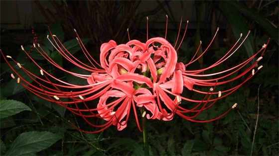 15张彼岸花的图片，大红色的妖娆，红似火艳似霞，你喜欢吗？