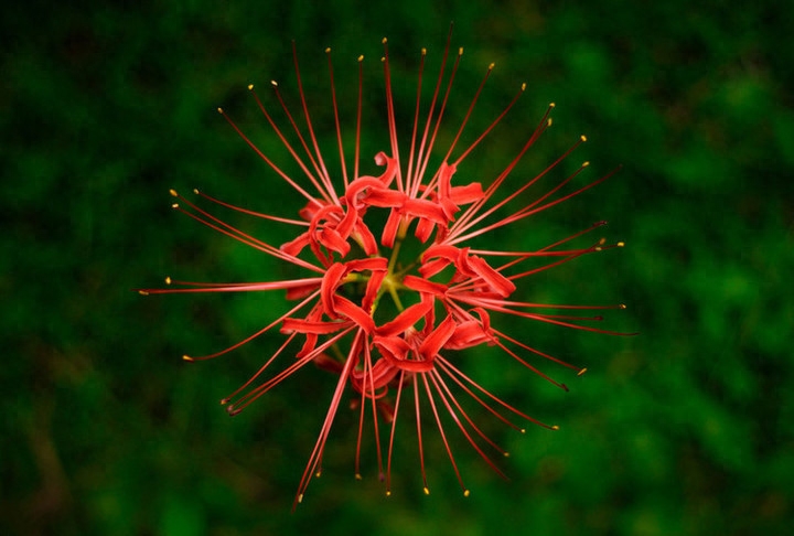 15张彼岸花的图片，大红色的妖娆，红似火艳似霞，你喜欢吗？